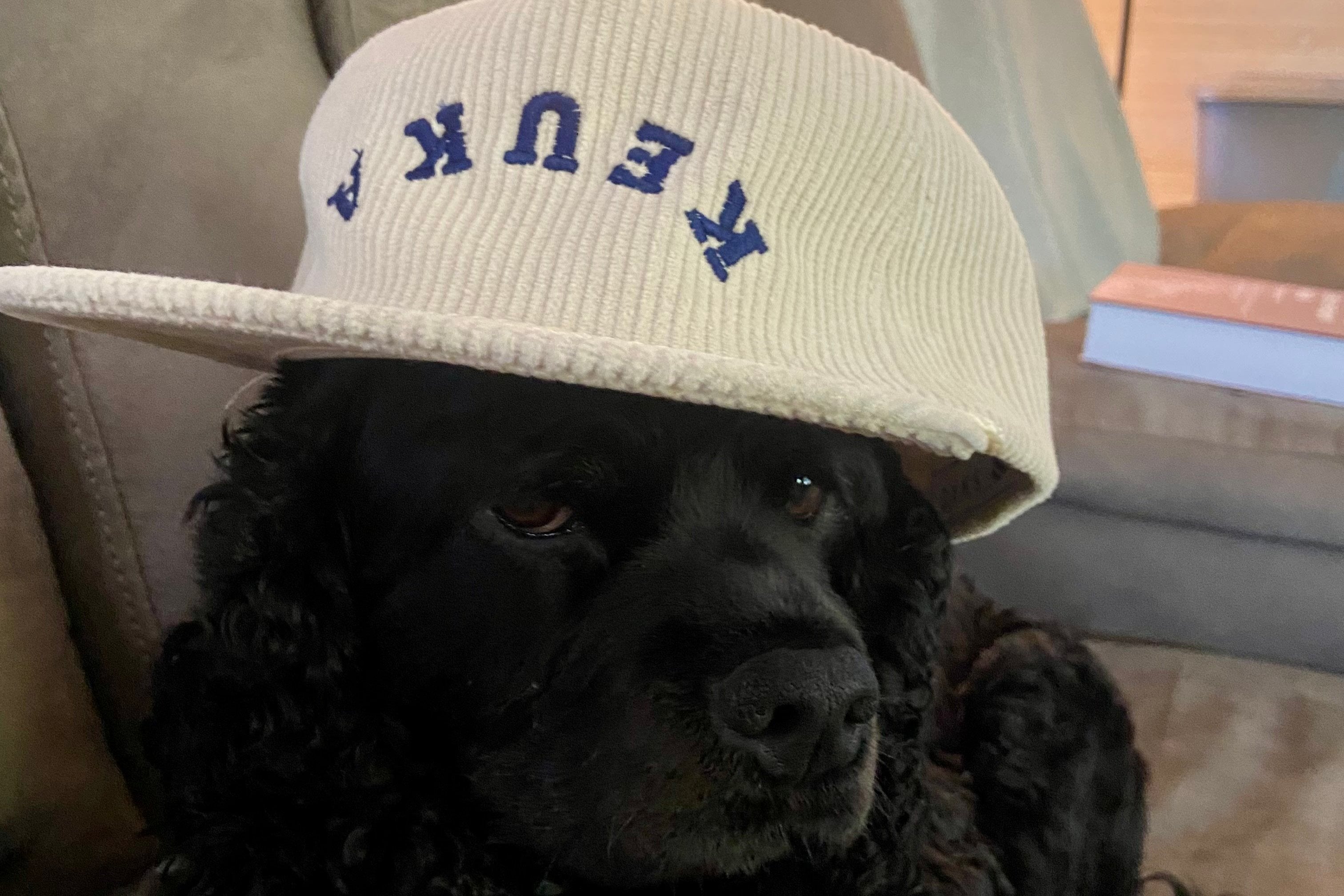 Dog wearing upside-down keuka hat